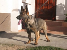 Akar