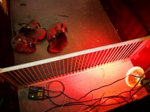 szczeniaki_w_porodowce_napor