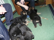 many puppies