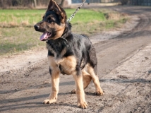 panter Napor - 4 miesiace_1