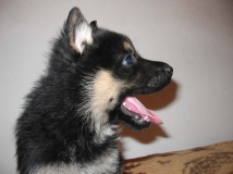 puppy 2