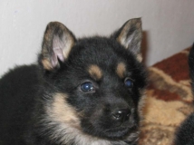 puppy 3