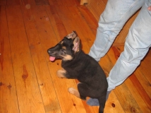 puppy