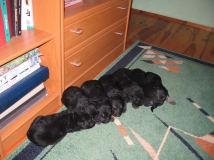small puppies