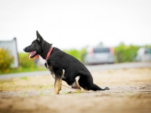 aiko-schwarze-einigkeit-photo-1-dog-working-german-shepherd-breeding-napor