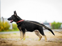 aiko-schwarze-einigkeit-photo-2-dog-working-german-shepherd-breeding-napor