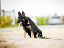 arosa-schwarze-einigkeit-photo-3-dog-working-german-shepherd-breeding-napor