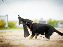 arosa-schwarze-einigkeit-photo-4-dog-working-german-shepherd-breeding-napor