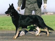 besie-cul-bo-sk-photo-1-dog-working-german-shepherd-breeding-napor