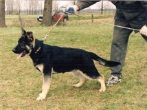 chasso-niox-photo-1-dog-working-german-shepherd-napor