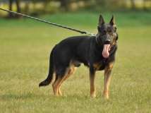 dark-dablova-kolonie-photo-1-stud-dog-working-german-shepherds-breeding