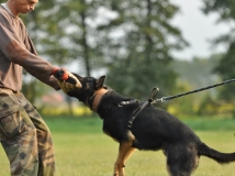 dark-dablova-kolonie-photo-2-stud-dog-working-german-shepherds-breeding