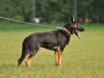 dark-dablova-kolonie-photo-3-stud-dog-working-german-shepherds-breeding