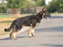 atos-napor-10-months-old-nowdays-in-k9-police-usa-photo-1-working-german-shepherd-breeding-napor