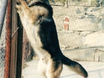 dog-photo-2-working-german-shepherd-breeding-napor