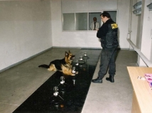 dog-photo-osmology-room-polish-police-sieradz