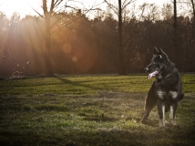 figaro-napor-photo-1-working-german-shepherd-breeding-napor