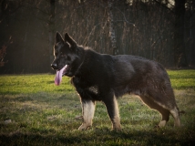 figaro-napor-photo-2-working-german-shepherd-breeding-napor