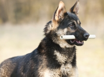 hom-napor-photo-working-german-shepherd-breeding-napor