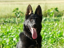 lak-napor-photo-working-german-shepherd-breeding-napor