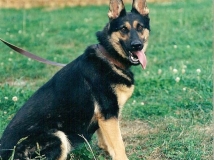 raxa-napor-photo-female-dog-working-german-shepherd breeding-napor
