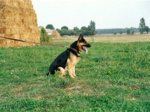urx-pet-keram-photo-working-german-shepherd breeding-napor
