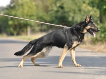 uster-napor-12-months-old-nowdays-in-k-9 police-in-USA