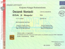 eda-ii-napor-female-dog-pedigree-1-working-german-shepherds-breeding-napor