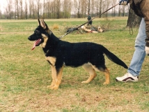 eda-ii-napor-female-dog-photo-1-working-german-shepherds-breeding-napor