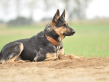 feni-napor-female-dog-photo-1-working-german-shepherds-breeding-napor