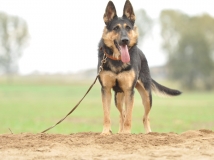 feni-napor-female-dog-photo-2-working-german-shepherds-breeding-napor
