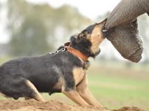 feni-napor-female-dog-photo-3-working-german-shepherds-breeding-napor