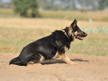 fira-napor-female-dog-photo-1-working-german-shepherds-breeding-napor