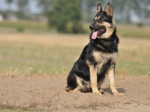 fira-napor-female-dog-photo-2-working-german-shepherds-breeding-napor