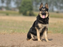 fira-napor-female-dog-photo-3-working-german-shepherds-breeding-napor