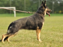fira-napor-female-dog-photo-4-working-german-shepherds-breeding-napor