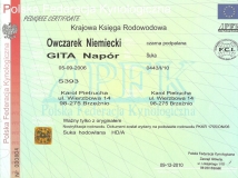 gita-napor-female-dog-pedigree-1-working-german-shepherds-breeding-napor