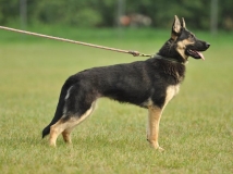hani-napor-11-months-female-dog-photo-1-working-german-shepherds-breeding-napor