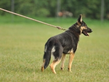 hani-napor-11-months-female-dog-photo-2-working-german-shepherds-breeding-napor