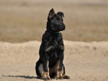 highline-zur-krombach-photo-1-dog-working-german-sheperds-napor