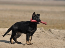 highline-zur-krombach-photo-3-dog-working-german-sheperds-napor