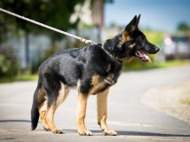 idol-zur-krombach-photo-1-dog-working-german-sheperds-napor