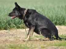 gala-napor-12-months-photo-1-working-german-shepherds-napor