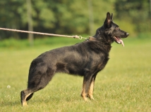 gala-napor-12-months-photo-2-working-german-shepherds-napor