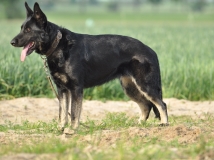 gala-napor-12-months-photo-3-working-german-shepherds-napor