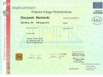 gala-napor-pedigree-1-female-dog-working-german-shepherds-napor
