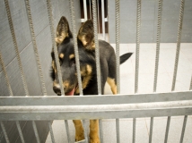 astra-napor-photo-1-working-german-shepherd-breeding-napor