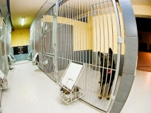 box-in-kennel-photo-3-working-german-shepherd-breeding-napor