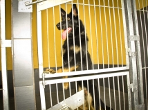 highline-zur-krombach-working-german-shepherd-breeding-napor