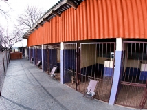 kojce-fotografia-1-hodowla-uzytkowych-owczarkow-niemieckich-napor